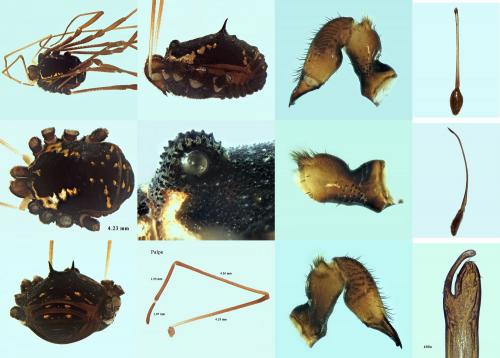 Réf. 222 253 : Paranemastoma corcyraeum